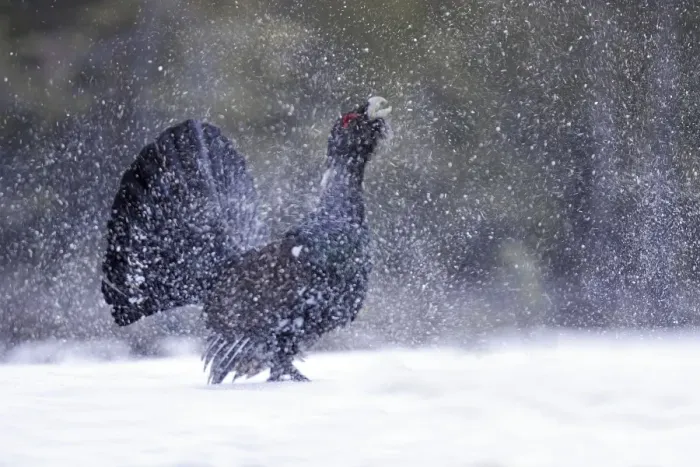 Framed Print : Capercaillie - male displaying creating snow flurry. Kuhmo - Finland Framed Print : Capercaillie - male displaying creating snow flurry. Kuhmo - Finland