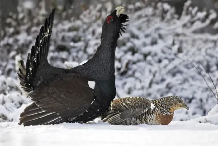 Framed Print : Capercaillie - male displaying to female in snow - courtship. Kuhmo - Finland Framed Print : Capercaillie - male displaying to female in snow - courtship. Kuhmo - Finland