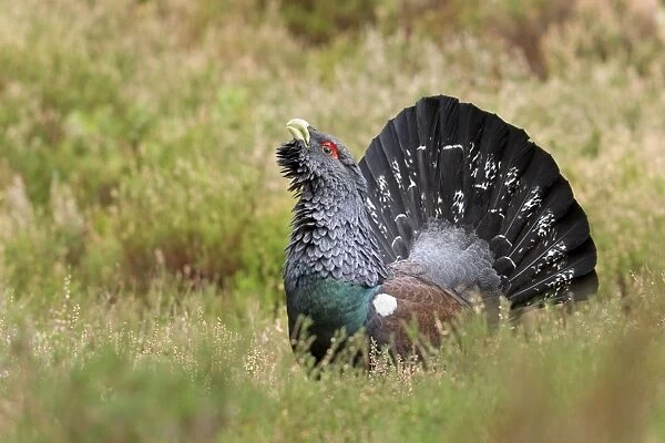Capercaillie - male displaying amongst heather - February - Scotland
