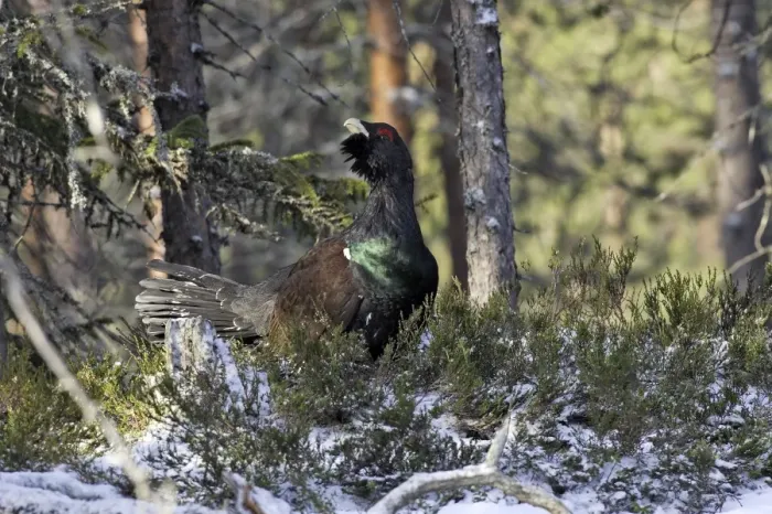 Framed Print : Capercaillie - male displaying. Kuhmo - Finland Framed Print : Capercaillie - male displaying. Kuhmo - Finland