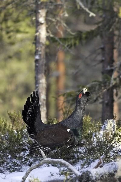 Capercaillie - male displaying. Kuhmo - Finland