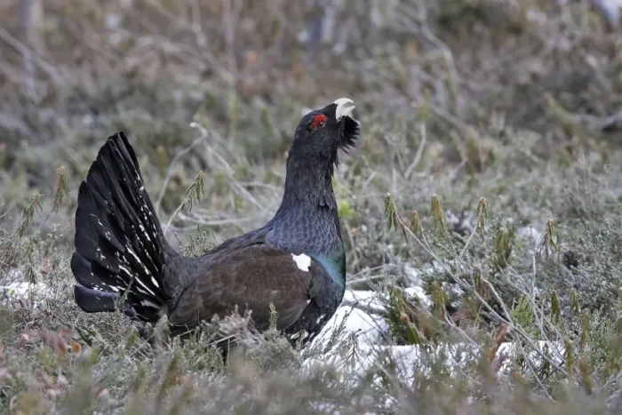 Framed Print : Capercaillie - male displaying. Kuhmo - Finland Framed Print : Capercaillie - male displaying. Kuhmo - Finland