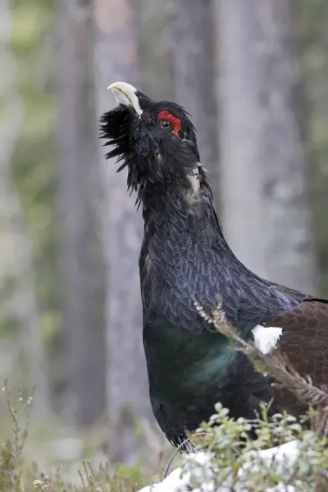 Framed Print : Capercaillie - male displaying. Kuhmo - Finland Framed Print : Capercaillie - male displaying. Kuhmo - Finland