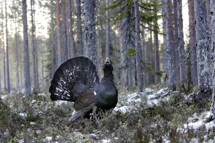 Framed Print : Capercaillie - male displaying. Kuhmo - Finland Framed Print : Capercaillie - male displaying. Kuhmo - Finland