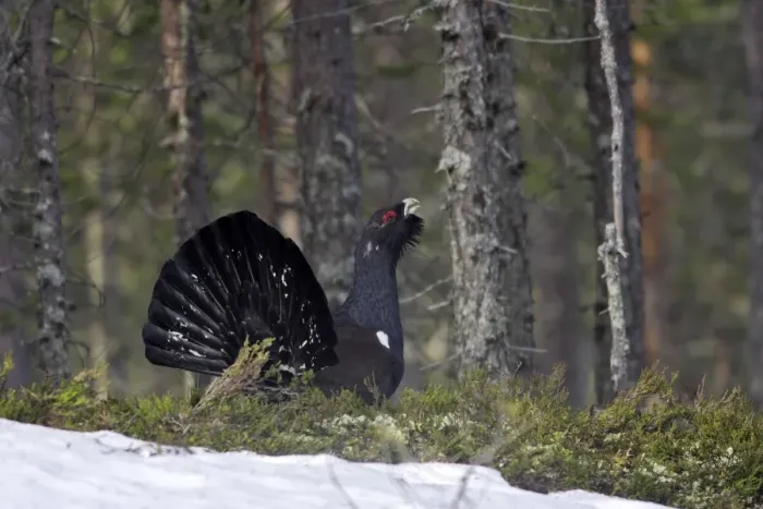 Framed Print : Capercaillie - male displaying. Kuhmo - Finland Framed Print : Capercaillie - male displaying. Kuhmo - Finland