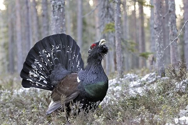 Capercaillie - male displaying. Kuhmo - Finland