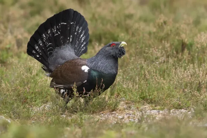 Framed Print : Capercaillie - male displaying - Scotland