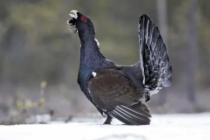 Framed Print : Capercaillie - male displaying in snow. Kuhmo - Finland Framed Print : Capercaillie - male displaying in snow. Kuhmo - Finland