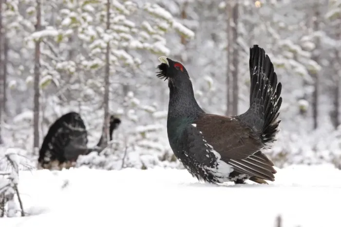 Framed Print : Capercaillie - male displaying in snow. Kuhmo - Finland Framed Print : Capercaillie - male displaying in snow. Kuhmo - Finland