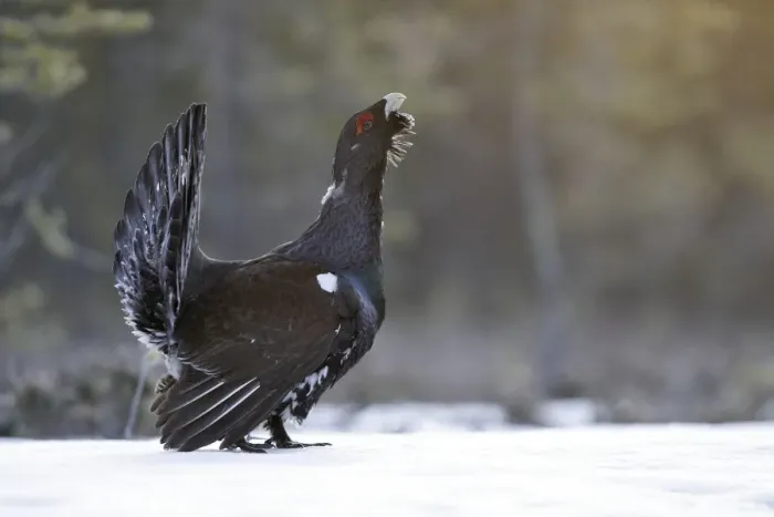 Framed Print : Capercaillie - male displaying in snow. Kuhmo - Finland Framed Print : Capercaillie - male displaying in snow. Kuhmo - Finland