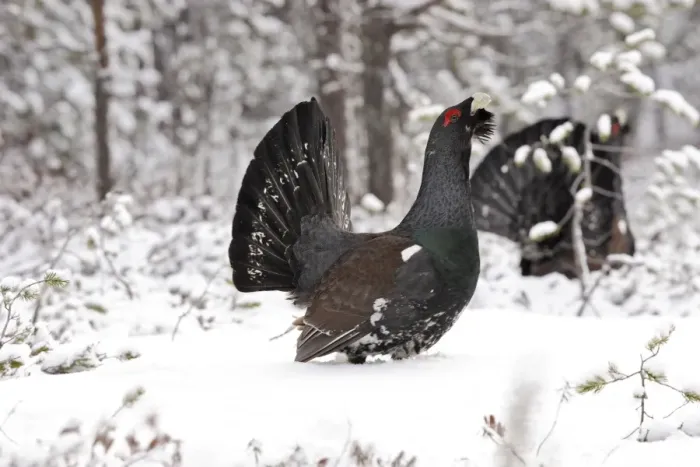 Framed Print : Capercaillie - male displaying in snow. Kuhmo - Finland Framed Print : Capercaillie - male displaying in snow. Kuhmo - Finland