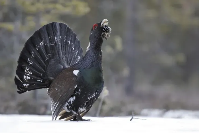 Framed Print : Capercaillie - male displaying in snow. Kuhmo - Finland Framed Print : Capercaillie - male displaying in snow. Kuhmo - Finland