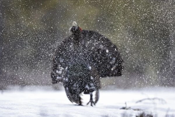 Capercaillie - male displaying in snow. Kuhmo - Finland