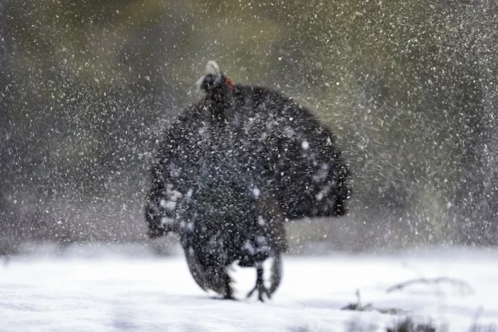 Framed Print : Capercaillie - male displaying in snow. Kuhmo - Finland Framed Print : Capercaillie - male displaying in snow. Kuhmo - Finland