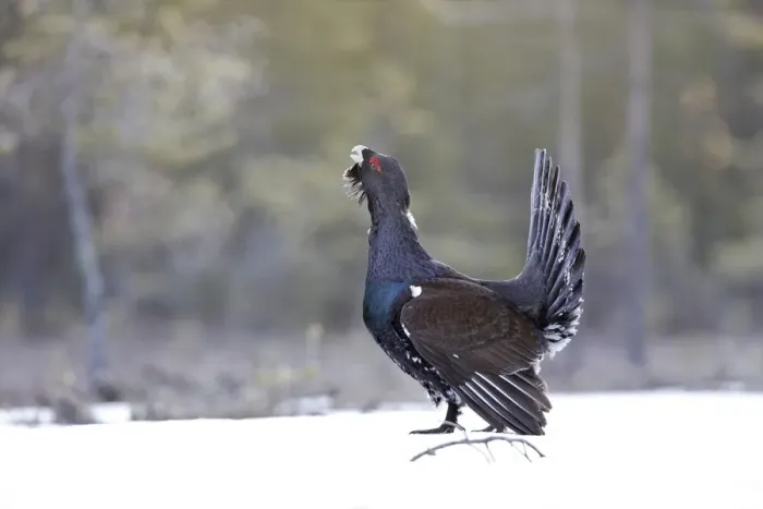 Framed Print : Capercaillie - male displaying in snow. Kuhmo - Finland Framed Print : Capercaillie - male displaying in snow. Kuhmo - Finland