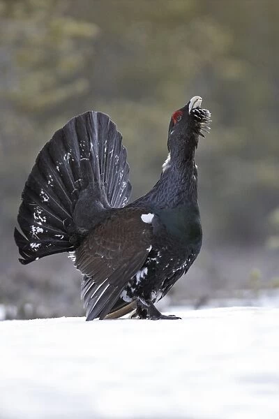 Capercaillie - male displaying in snow. Kuhmo - Finland