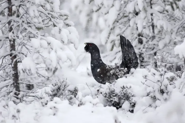 Framed Print : Capercaillie - male displaying in snow. Kuhmo - Finland Framed Print : Capercaillie - male displaying in snow. Kuhmo - Finland