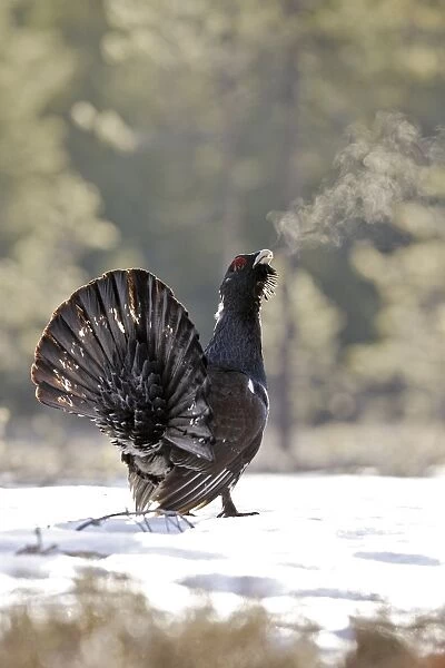 Capercaillie - male displaying in snow - can see birds breath as calls. Kuhmo - Finland