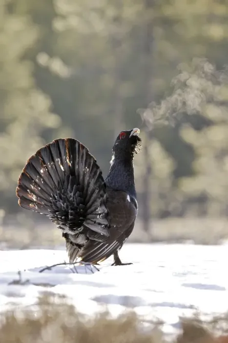 Framed Print : Capercaillie - male displaying in snow - can see birds breath as calls. Kuhmo - Finland Framed Print : Capercaillie - male displaying in snow - can see birds breath as calls. Kuhmo - Finland