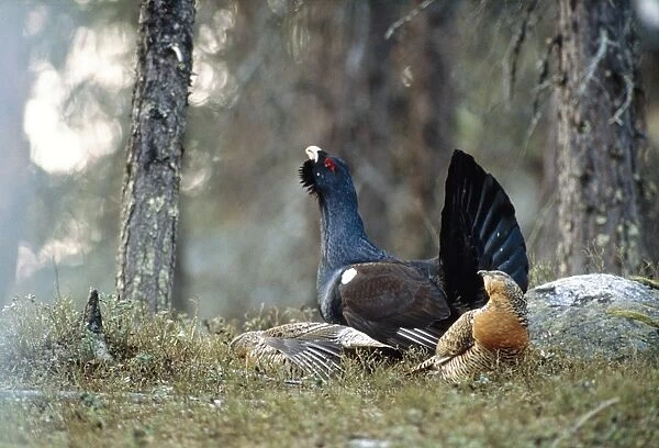 Capercaillie - male & female