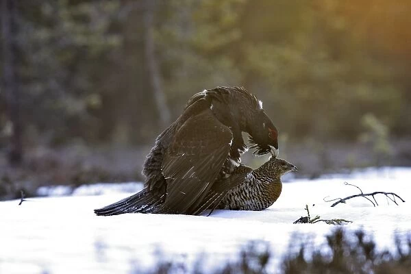 Capercaillie - male & female mating. Kuhmo - Finland
