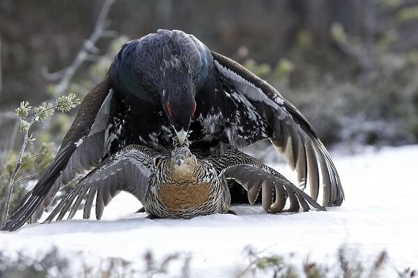 Capercaillie - male & female mating. Kuhmo - Finland