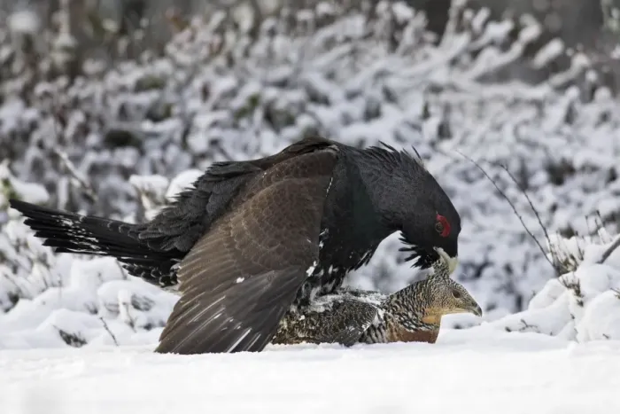 Framed Print : Capercaillie - male & female mating. Kuhmo - Finland Framed Print : Capercaillie - male & female mating. Kuhmo - Finland
