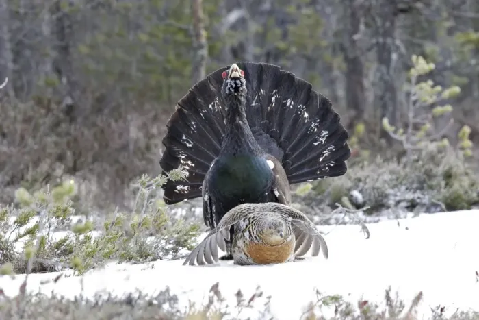 Framed Print : Capercaillie - male & female mating - courtship. Kuhmo - Finland Framed Print : Capercaillie - male & female mating - courtship. Kuhmo - Finland