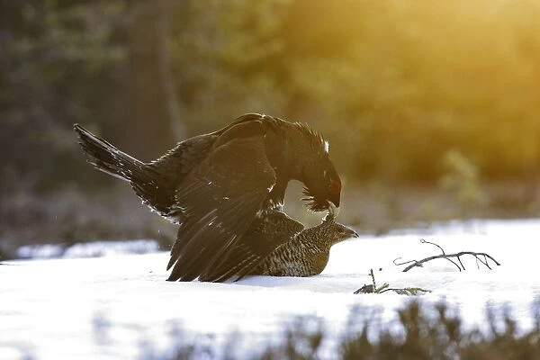 Capercaillie - male & female mating - courtship. Kuhmo - Finland