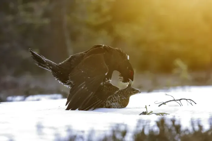 Framed Print : Capercaillie - male & female mating - courtship. Kuhmo - Finland Framed Print : Capercaillie - male & female mating - courtship. Kuhmo - Finland