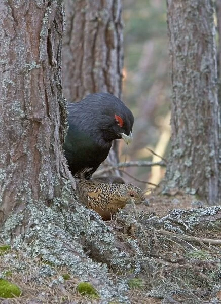 Capercaillie male & Hen Copulating in old Caledonian pine forest. Scotland UK