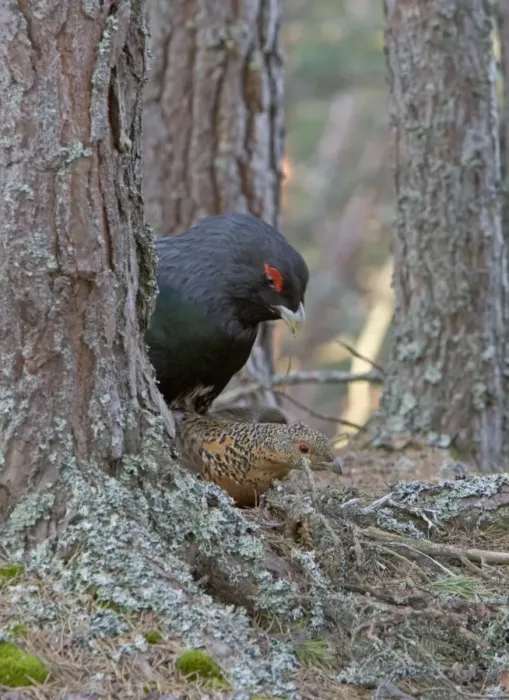 Framed Print : Capercaillie male & Hen Copulating in old Caledonian pine forest. Scotland UK Framed Print : Capercaillie male & Hen Copulating in old Caledonian pine forest. Scotland UK