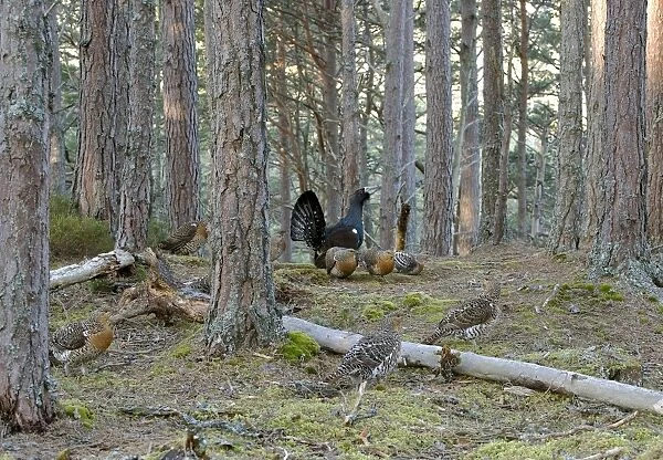 Capercaillie male & Hens Displaying On Lek in old Caledonian pine forest. Scotland UK