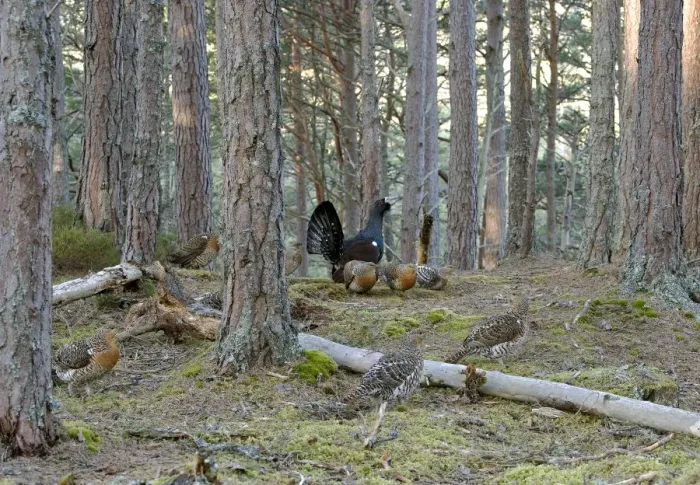 Framed Print : Capercaillie male & Hens Displaying On Lek in old Caledonian pine forest. Scotland UK Framed Print : Capercaillie male & Hens Displaying On Lek in old Caledonian pine forest. Scotland UK