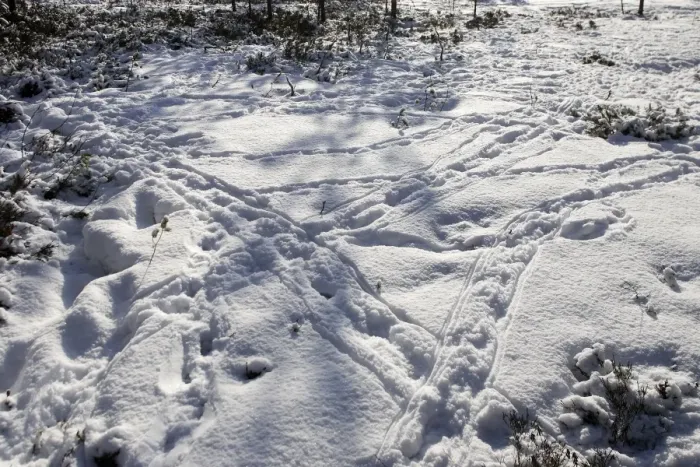 Framed Print : Capercaillie - tracks in snow. Kuhmo - Finland Framed Print : Capercaillie - tracks in snow. Kuhmo - Finland