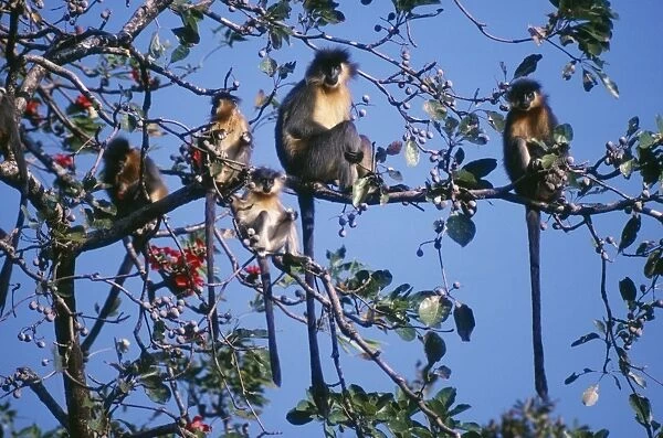 Capped Langur Monkey Manas National Park, Tiger Reserve, Assam, India