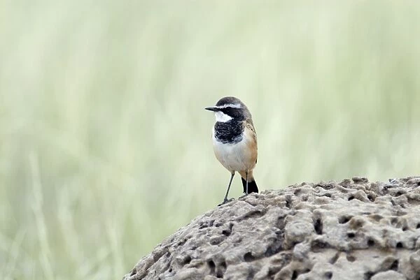 Capped Wheatear - On termite mound. Endemic in East and southern Africa. Kgalagadi Transfrontier Park, Northern Cape, South Africa