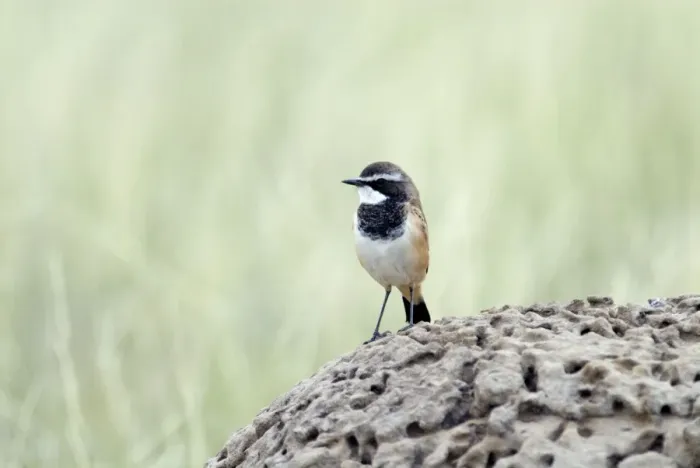 Framed Print : Capped Wheatear - On termite mound. Endemic in East and southern Africa. Kgalagadi Transfrontier Park, Northern Cape, South Africa Framed Print : Capped Wheatear - On termite mound. Endemic in East and southern Africa. Kgalagadi Transfrontier Park, Northern Cape, South Africa