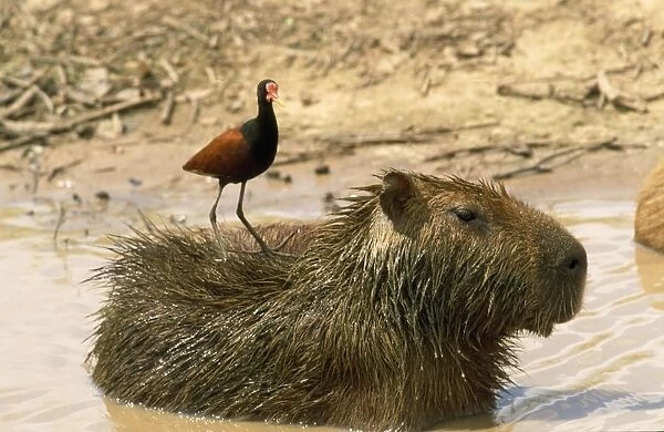 Capybara. WAT-5882. Capybara - with Jacana on back