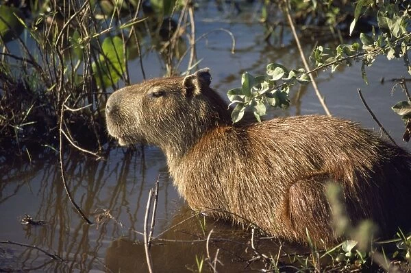 Capybara - adult female