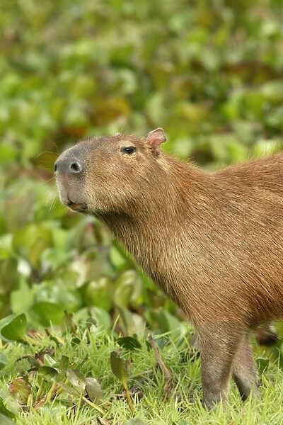 Capybara Llanos. Venezuela