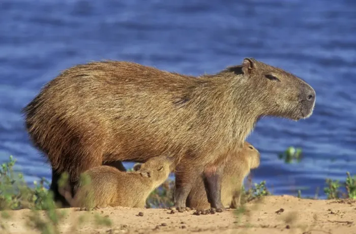 Framed Print : Capybara Mother & Babies Framed Print : Capybara Mother & Babies