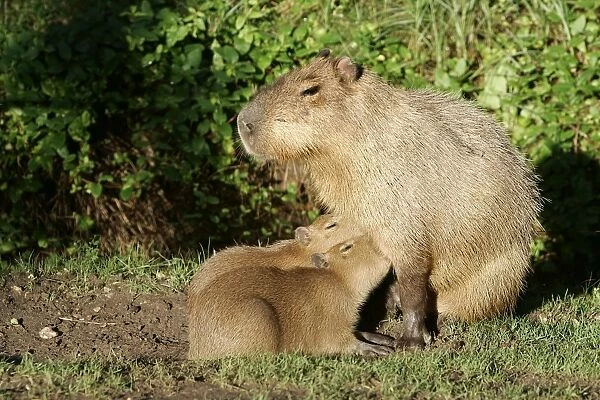 Capybara - mother with two babies suckling