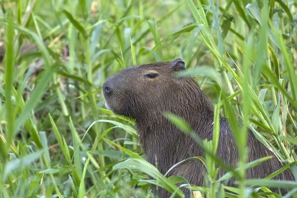 Capybara - Pantanal - Brazil