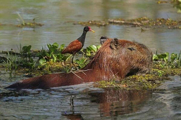 Capybara, Wattled Jacana on the back, Pantanal Wetlands (Photos  Puzzles,...) #14586640