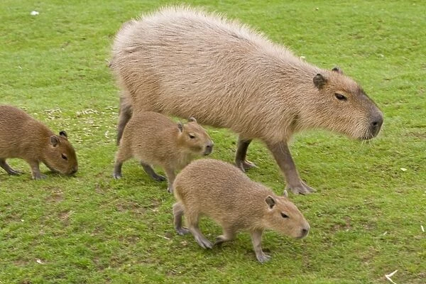 Capybara - with young