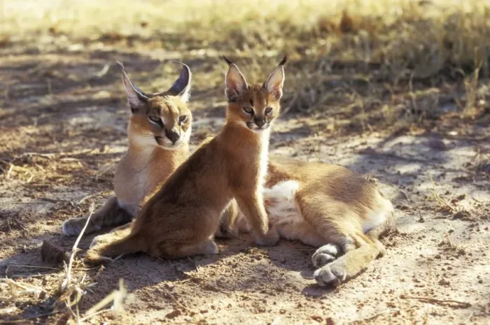 Framed Print : Caracal Female & young, Namibia, Africa Framed Print : Caracal Female & young, Namibia, Africa