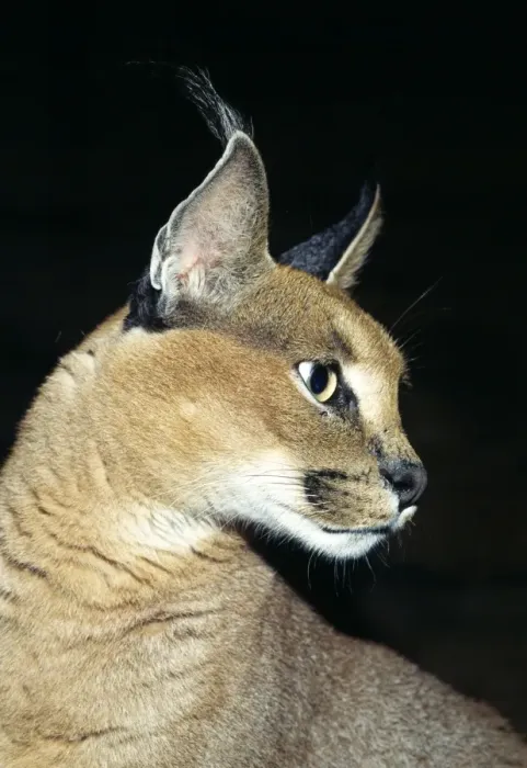 Framed Print : Caracal KEL 1071 Close up of head - Distribution: Africa to Northern India Felis caracal © Ken Lucas / ARDEA LONDON Framed Print : Caracal KEL 1071 Close up of head - Distribution: Africa to Northern India Felis caracal © Ken Lucas / ARDEA LONDON