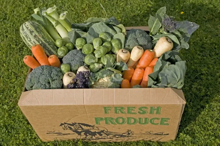 Framed Print : Cardboard box of fresh locally grown vegetables including cauliflower, cabbage, carrots, srouts, purple sprouting, parsnips and marrow Framed Print : Cardboard box of fresh locally grown vegetables including cauliflower, cabbage, carrots, srouts, purple sprouting, parsnips and marrow