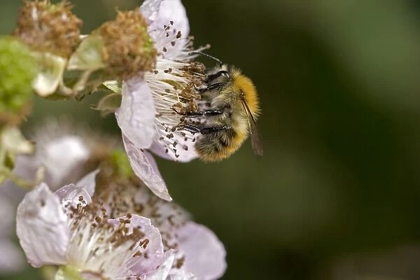Carder Bee (Bombus spp) A type of bumble bee - Probably Bombus pascuorum - England - UK -Collecting nectar and pollen from blackberry blossoms - Makes an above-ground ball-shaped nest of moss-grass